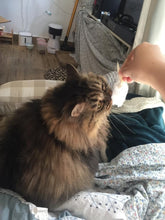 Load image into Gallery viewer, Feather Mouse Chewing toy