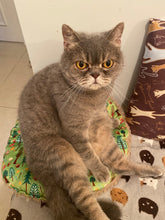 Load image into Gallery viewer, Personalized Cat Round bed