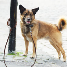 Load image into Gallery viewer, Leather Dog Leash
